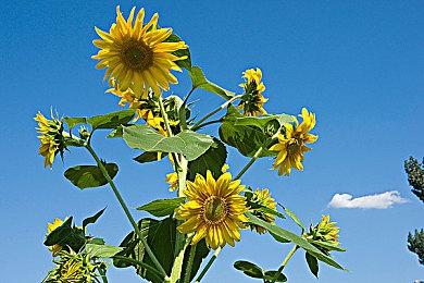 《赛博朋克2077》将联动动画《赛博浪客》 新任务新武器