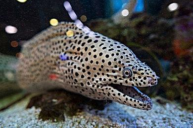 育碧信心十足 预测《刺客信条：影》首月销量350万份